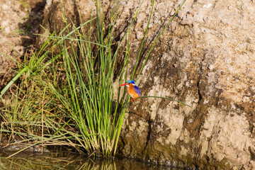 Beautiful colorful bird - kingfisher bird. Kenya, Africa	