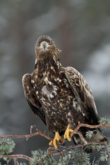 Eagle sitting on a tree in winter. Bird of prey: White-tailed eagle.