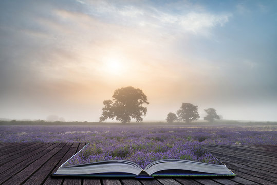 Beautiful dramatic misty sunrise landscape over lavender field i