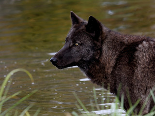 Black wolf in front of a pond