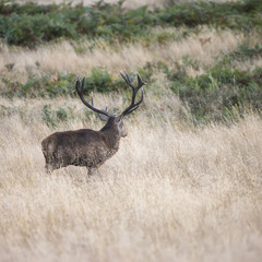 Majestic powerful red deer stag Cervus Elaphus in forest landsca