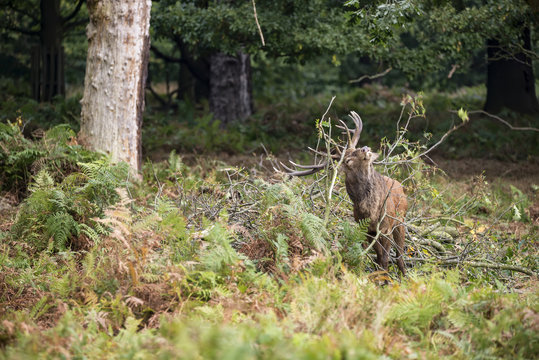 Red deer stag using fallen branches to clean the velvet from his