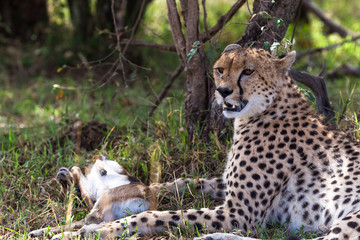 Cheetah with prey under tree. Masai Mara, Kenya