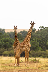 Two giraffes. Savanna of Masai Mara, Kenya