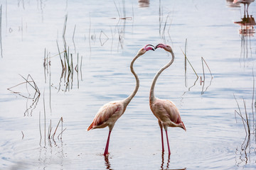 Pink flamingo. Nakuru, Kenya. Second Edition