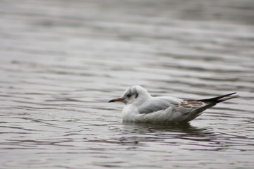 Seagull floating on the lake