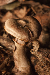 Mushrooms in the forest