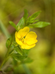 Autumn forest flowers