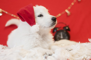 christmas puppy