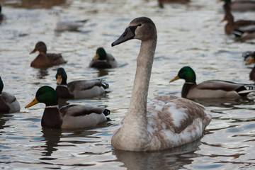 Swan on the lake