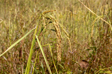 Fototapeta premium rice