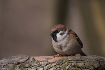 Sparrow on a branch