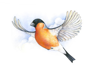 Watercolor bullfinch. bird in flight handwork drawing. Christmas symbol. Beautiful winter bird with grey and pinkish plumage soaring in clouds.