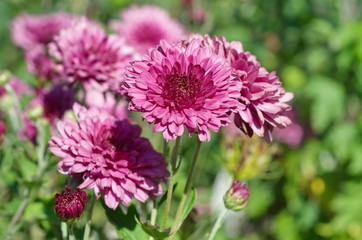 Fototapeta premium Blooming pink spray chrysanthemum closeup