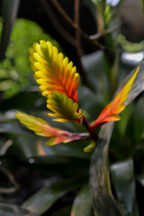 Bromelienblüte im Gewächshaus