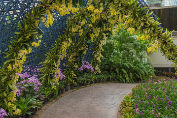 Garden yellow orchid and tree tunnel walkway in park.