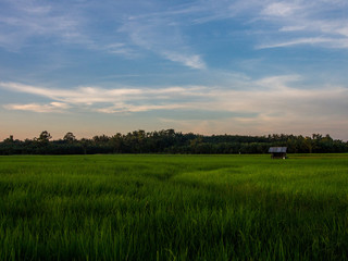 Fototapeta premium evening at the rice 's paddy fields