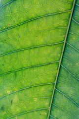 The texture of a green leaf..