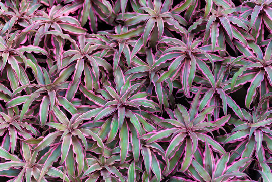 bromeliad or vriesea splendens flower