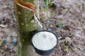 rubber trees