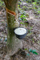 rubber trees