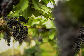 ranch of blue grapes on vine in vineyard
