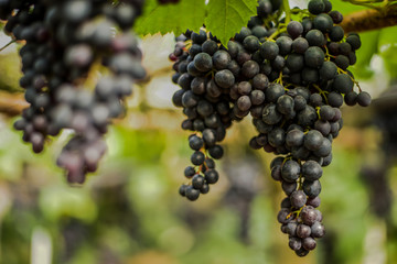 ranch of blue grapes on vine in vineyard