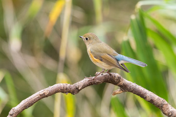 ルリビタキ　オス　若鳥