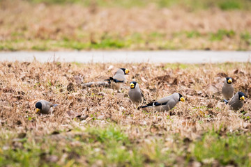 地面で餌を探すイカル