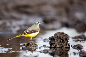 Eastern yellow wagtail