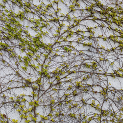creeper plant with young green leaves covering a concrete wall in early spring