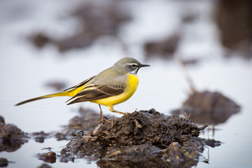 Eastern yellow wagtail