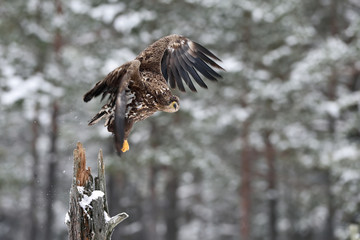 Eagle take-off. White-tailed eagle take-off in winter, snowy trees on background.