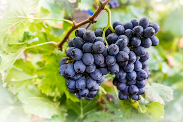 Grapes bunch on green background
