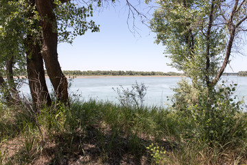 trees on the Syr Darya River. Kazakhstan