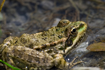 Grenouille rainette au bord de l'eau