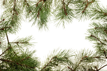 Obraz premium Background with pine branches