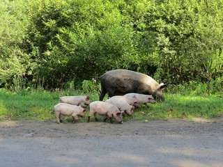 mommy pig with small piglets