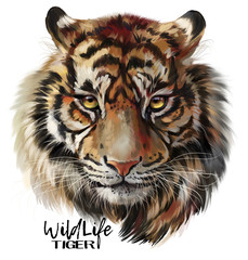 Tiger watercolor painting