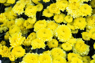 chrysanthemum