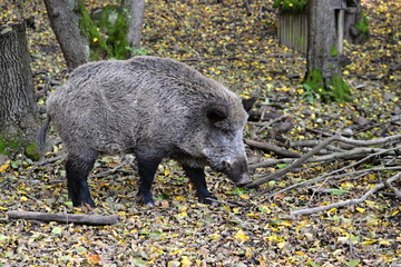wild boar/a wild boar in the autumn in the forest to look for food