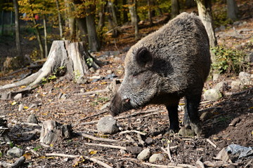 wild boar/a wild boar in the autumn in the forest to look for food