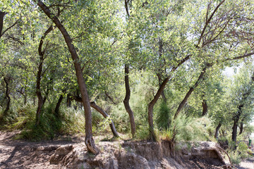 Fototapeta premium nature in the forest
