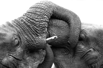 Fototapeta premium Asian Elephants at play (Elephas maximus indicus) in black and white