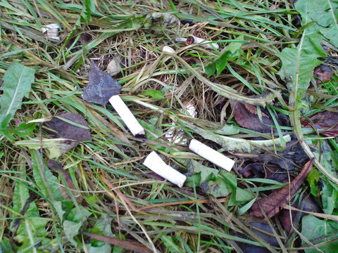 A Lot Of Cigarette Butts In The Grass And Leaves,pollution, Smoking, Addiction, Cigarette