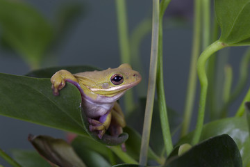 American Green Tree Frog Hyla cinerea