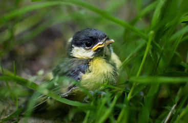 Fototapeta premium Lonely bird