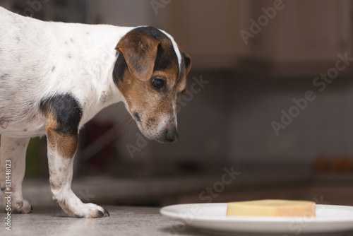 "Hund steht auf dem Tisch und will Käse klauen." Immagini e Fotografie