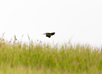 Swallow in flight on a background of green grass