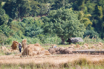 Asian farmers harvesting